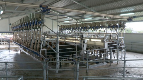 Milking Machines Cambridge Waikato